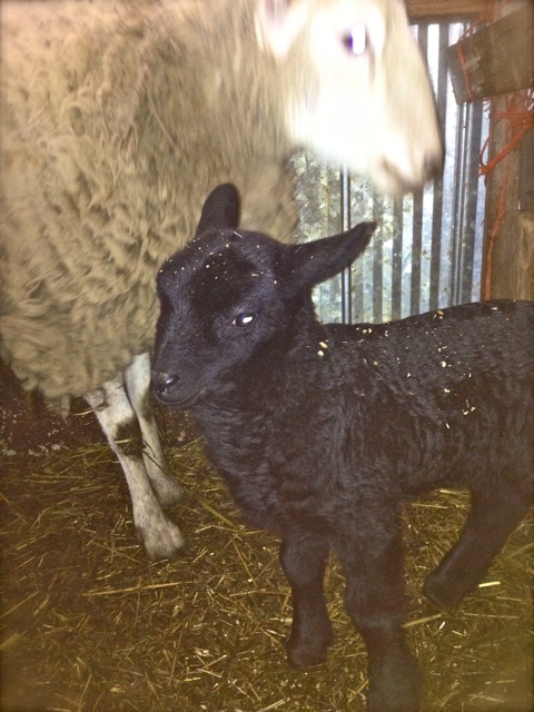 Baby lambs: awwww.